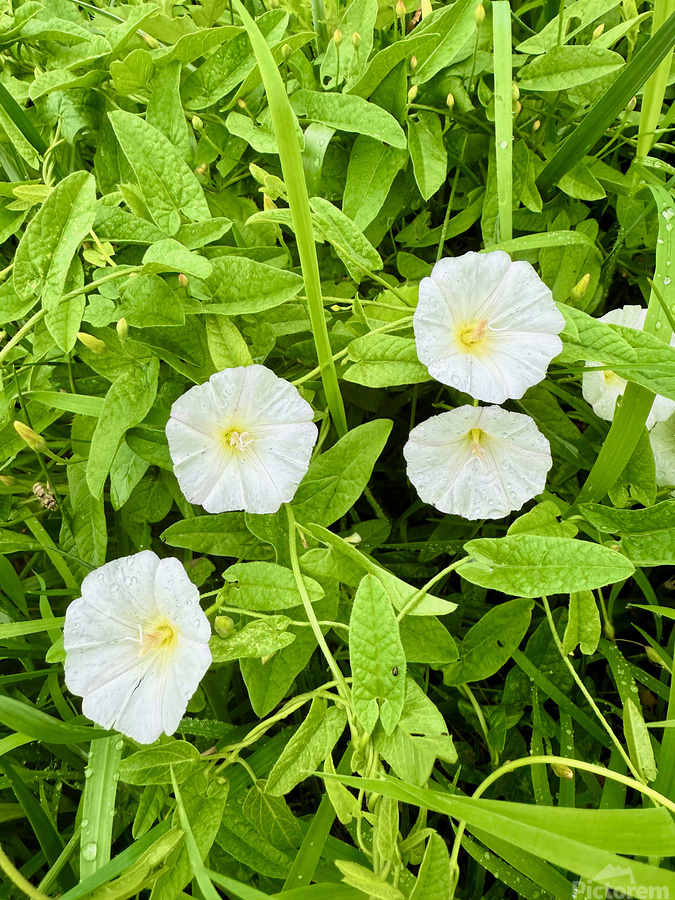 Clustered Bindweed Flowers  Print
