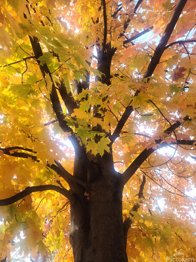 Golden Hour Tree Time 1A   Print