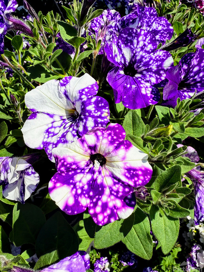 Starlight in Bloom  Print