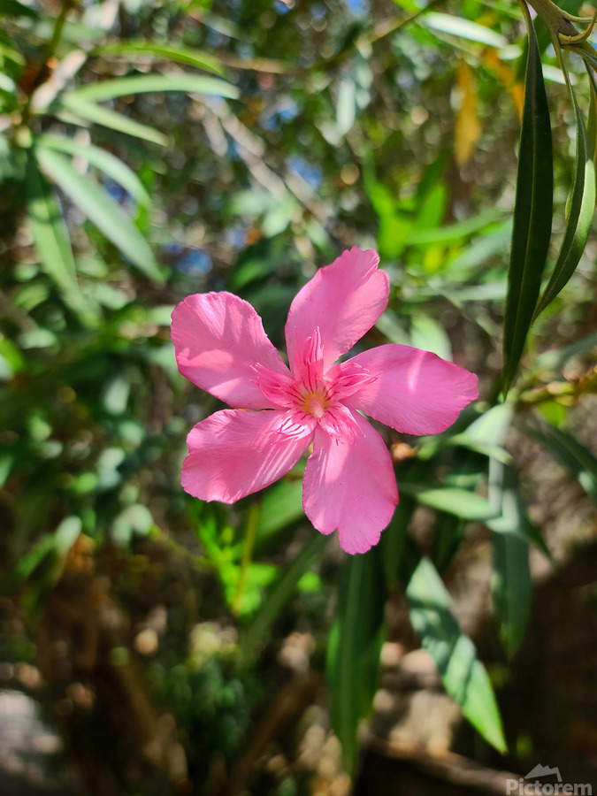 Sun-Kissed Solitude  Print
