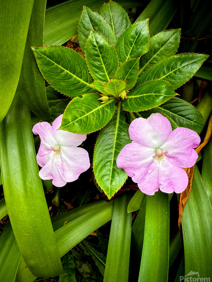 Twin Beauty & Symmetry  Print