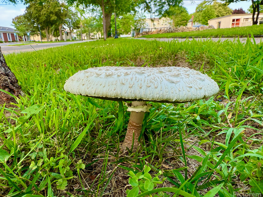 Capstone of the Lawn  Print