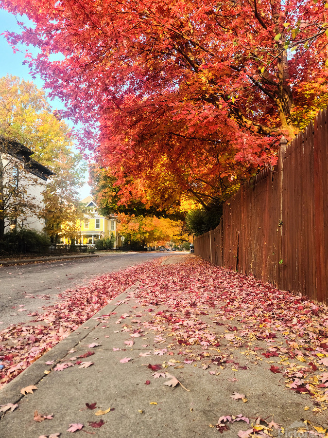 Fall Over the Fence   Print