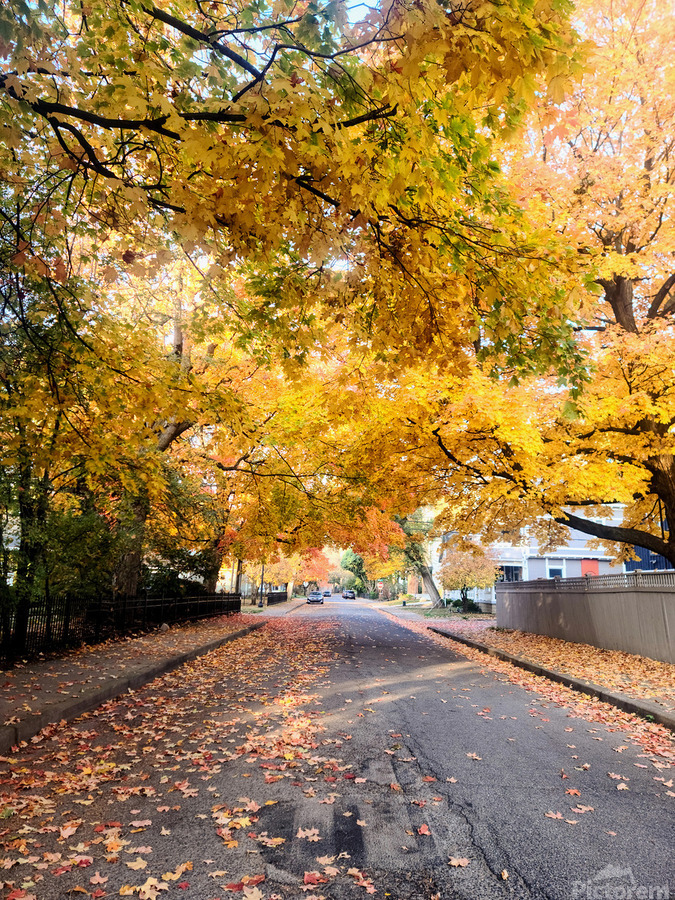 Fall Over the Road: Amber Dreams on Autumn Drive  Print