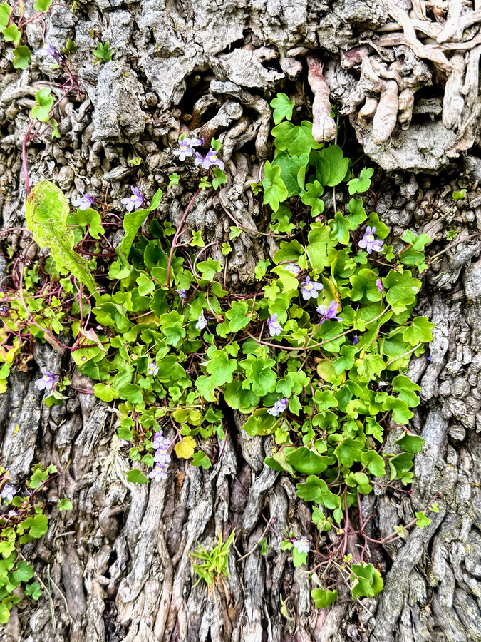  Ivy-leaved Toadflax: A Green Defiance  Print