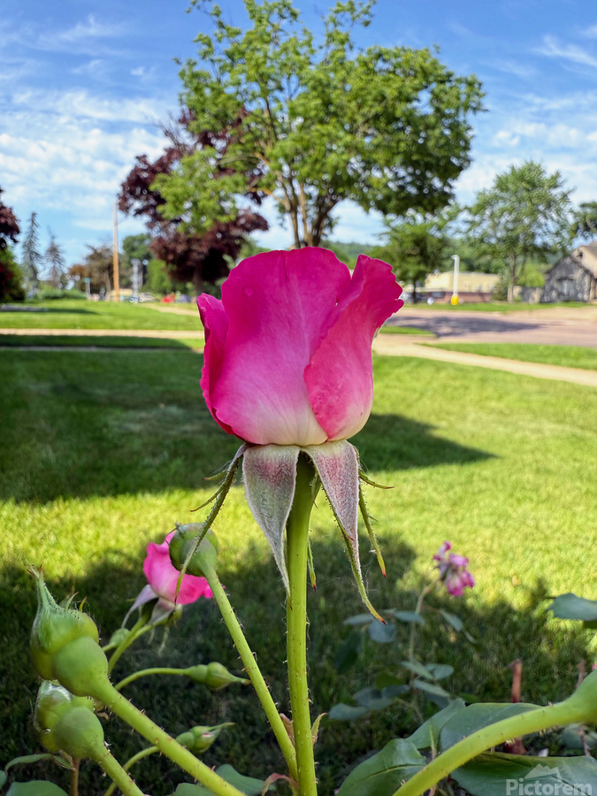 Petalbound: The Secret Just Before Beauty Speaks  Imprimer