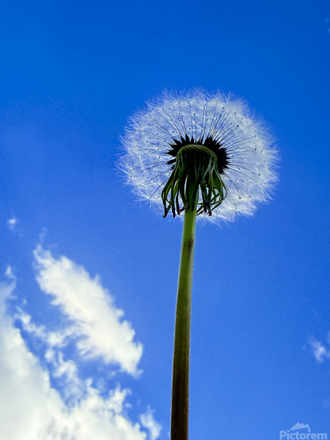 Open Sky Dreamer  Imprimer