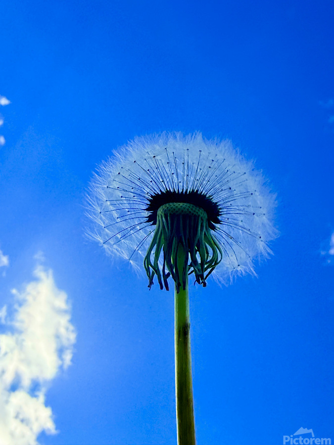 Against the Blue  Print