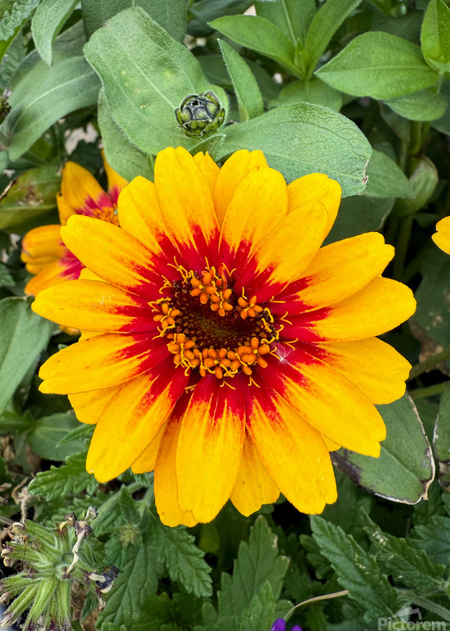 Solflare Echo  Print