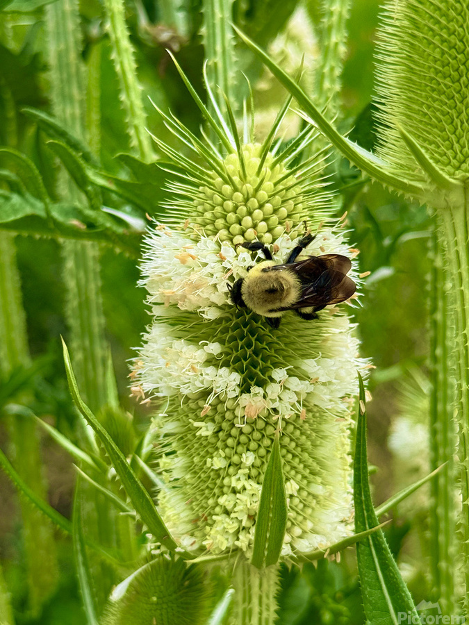 Teasel Crownwork  Print