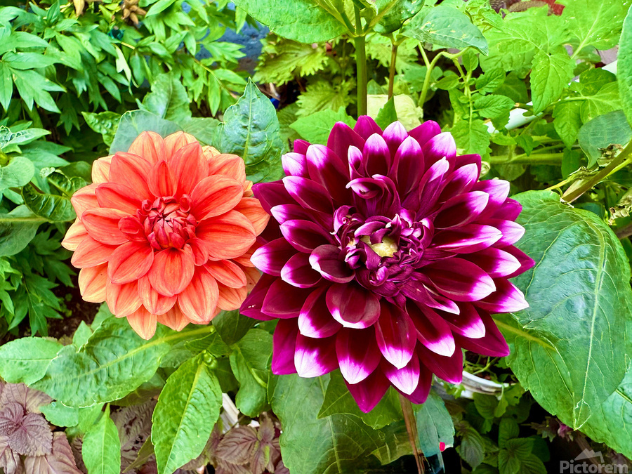 Nature’s Take on Balance and Beauty  Print