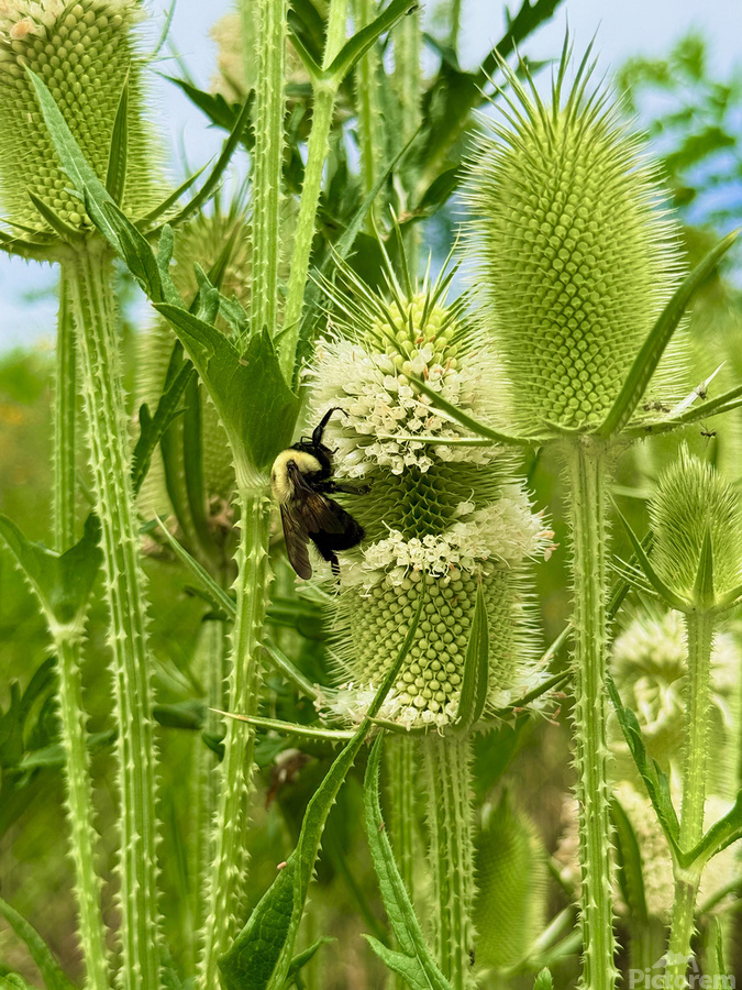 Wings and Spikes  Print