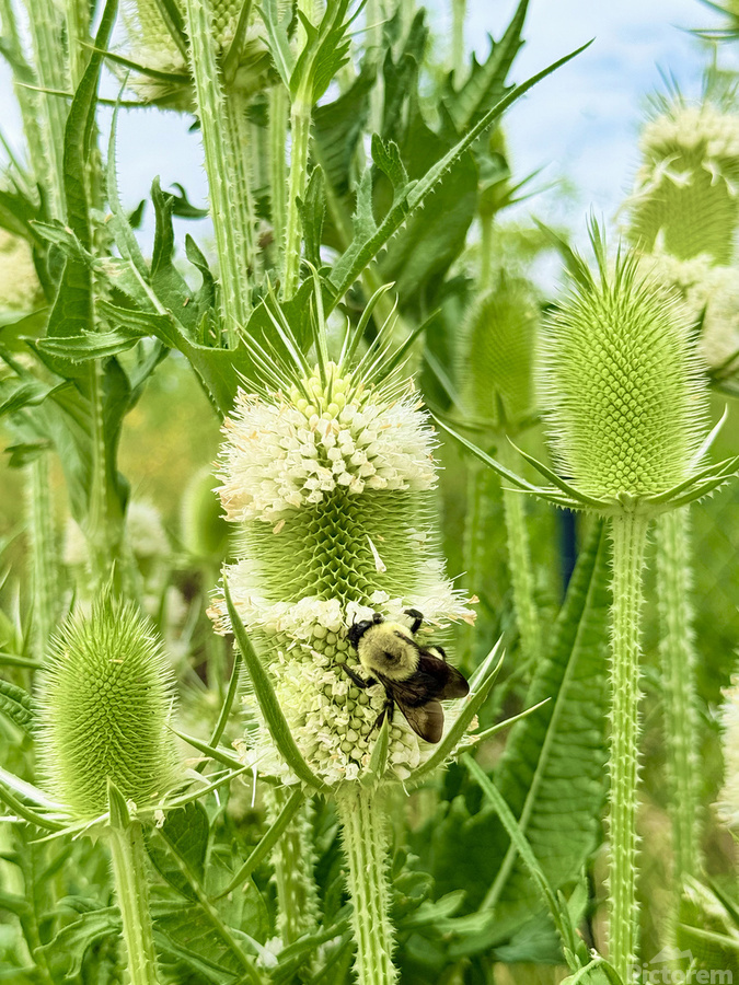 Nature’s Bristle Crown  Print
