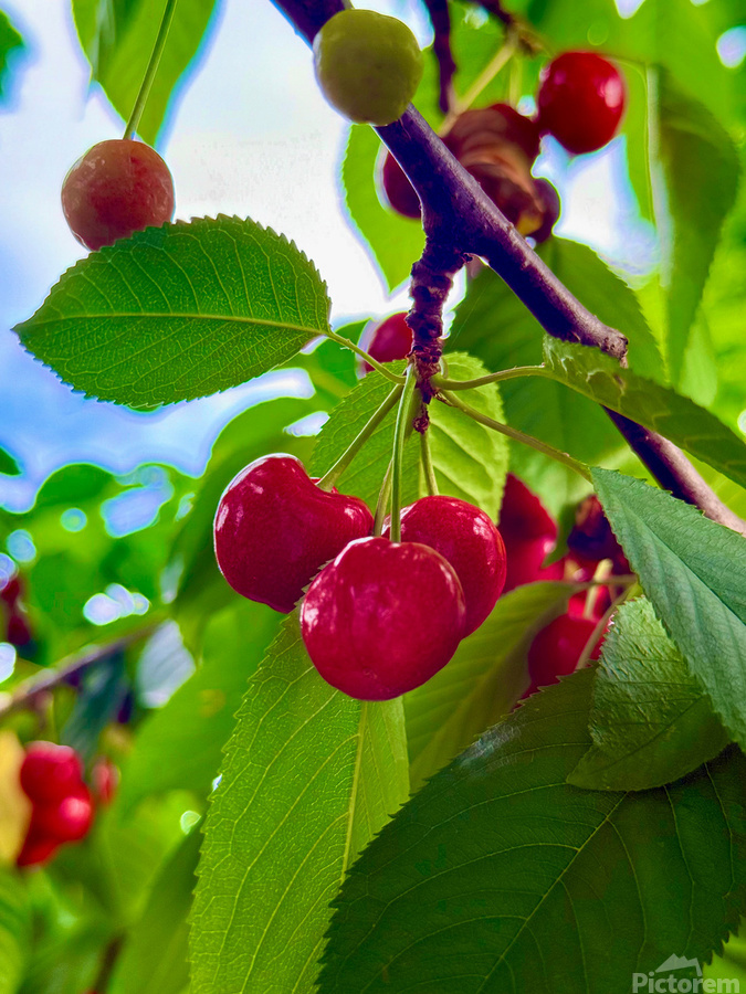 Ripening Moments Under Summer’s Veil  Print