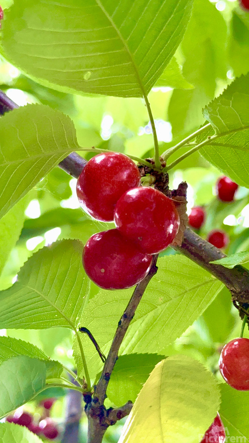 Ripened Silence: Cherries in the Suns Embrace  Imprimer