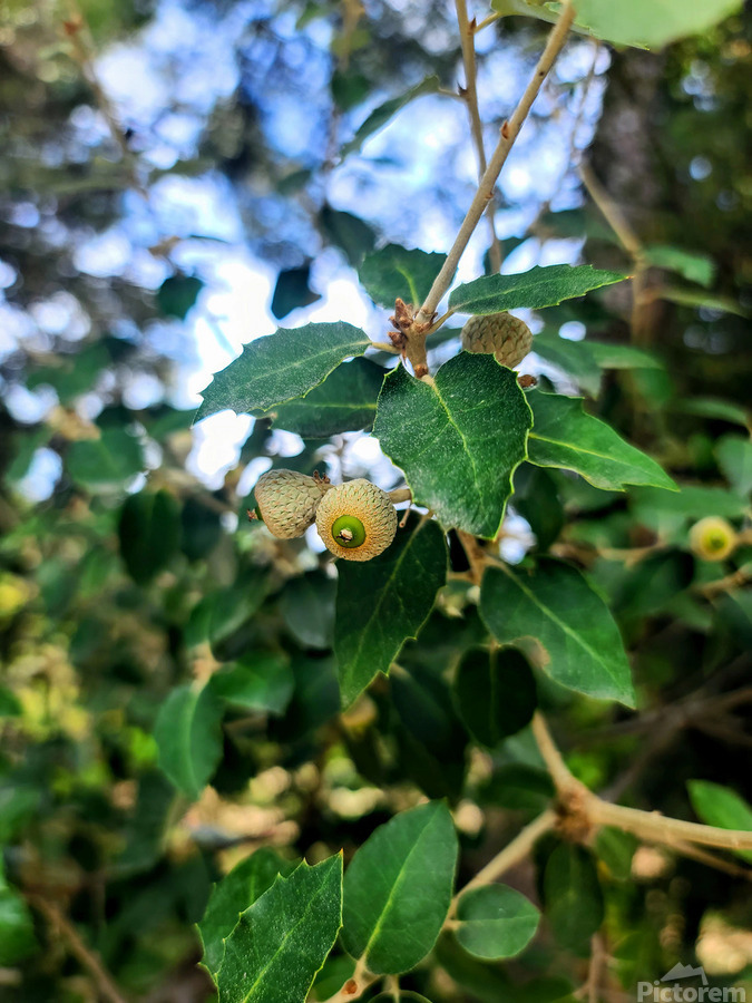 Emergence in Green  Print