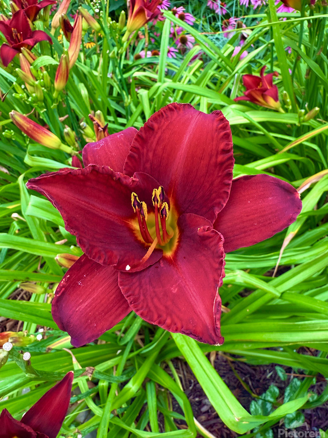 Garden Spotlight  Print