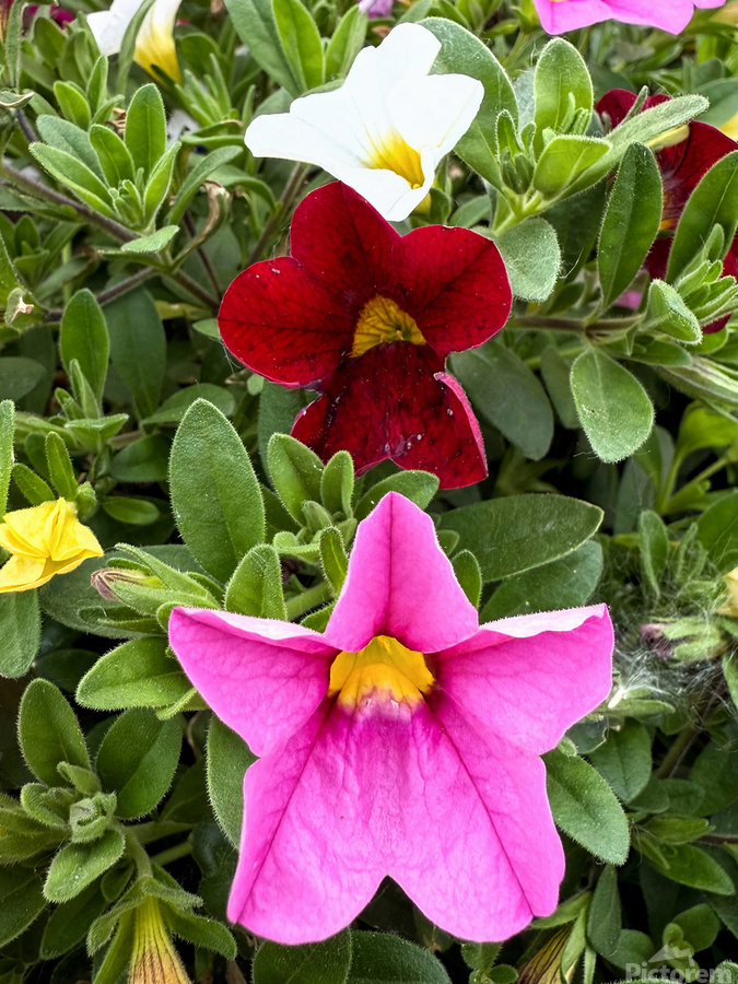 Bold Petals Quiet Strength  Print