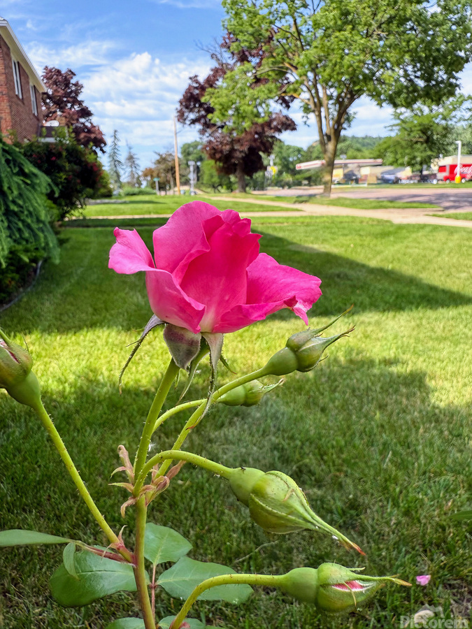 The Rose That Listened to the Wind  Print