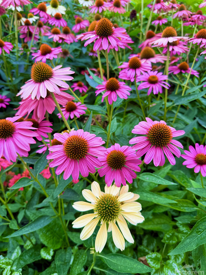 The Garden Collective  Print