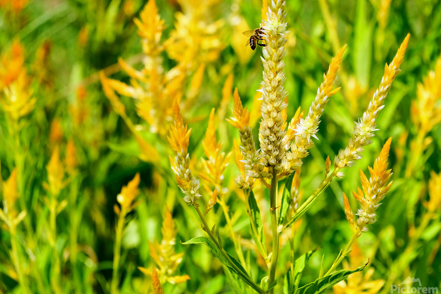 Yellow Wool Flower: Fields of Fire and Flight  Print