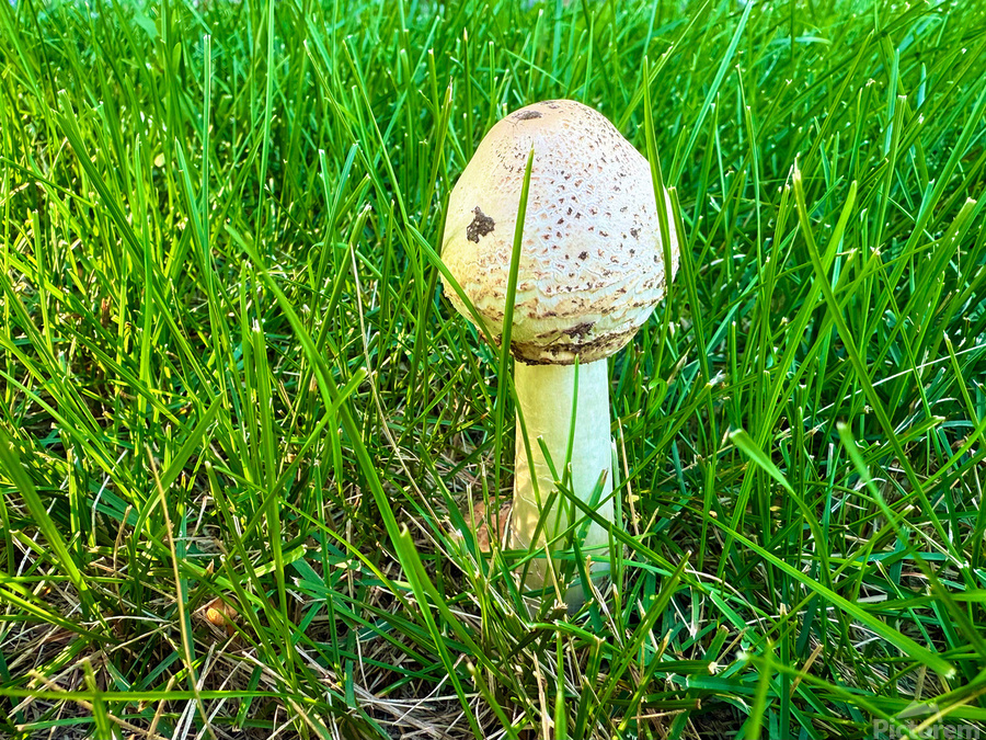 A Quiet Uprising from Below  Print