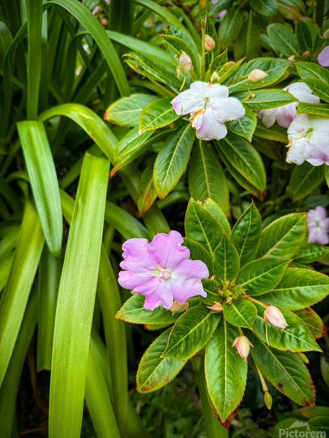 Green Rhythm Pink Pause  Print