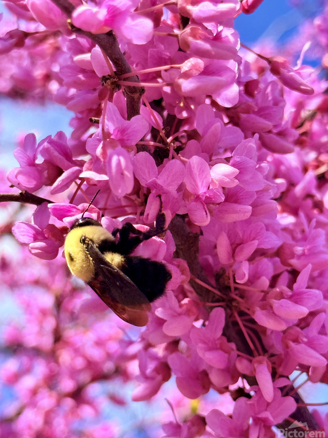 The Golden Visitor  Print