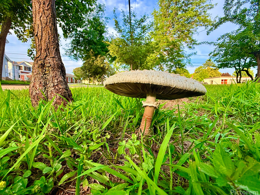 The Lone Umbrella of Morning Light  Imprimer