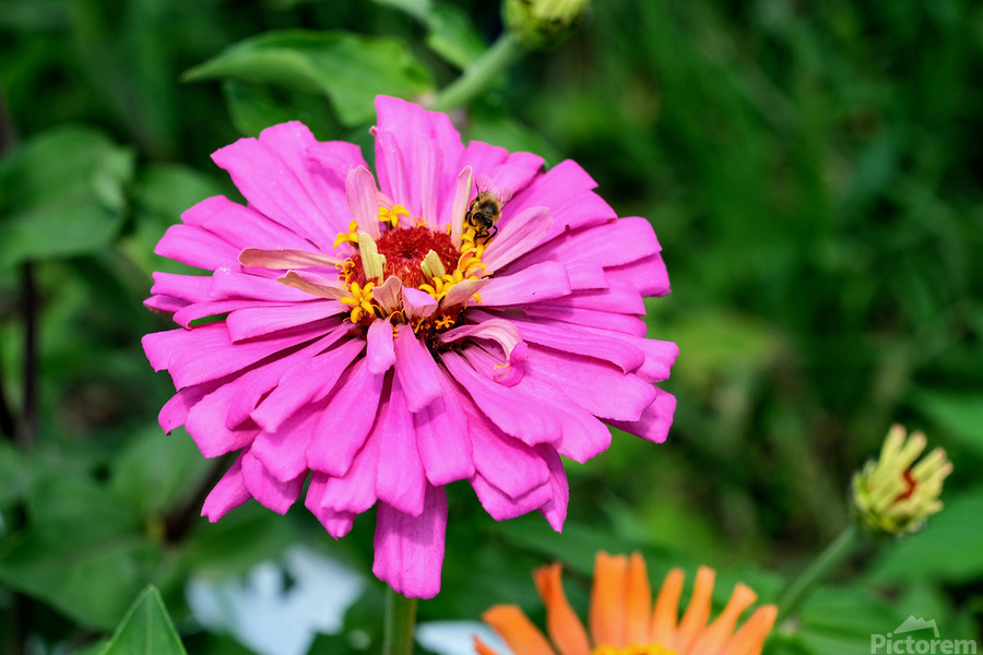 Buzzing Secrets of a Summer Queen  Print