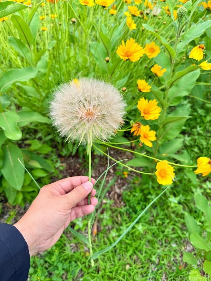 Cartography of a Wish  Print