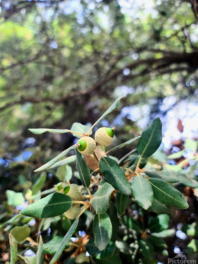 Nature’s Little Lanterns: A Hidden Symphony of Light and Green  Print