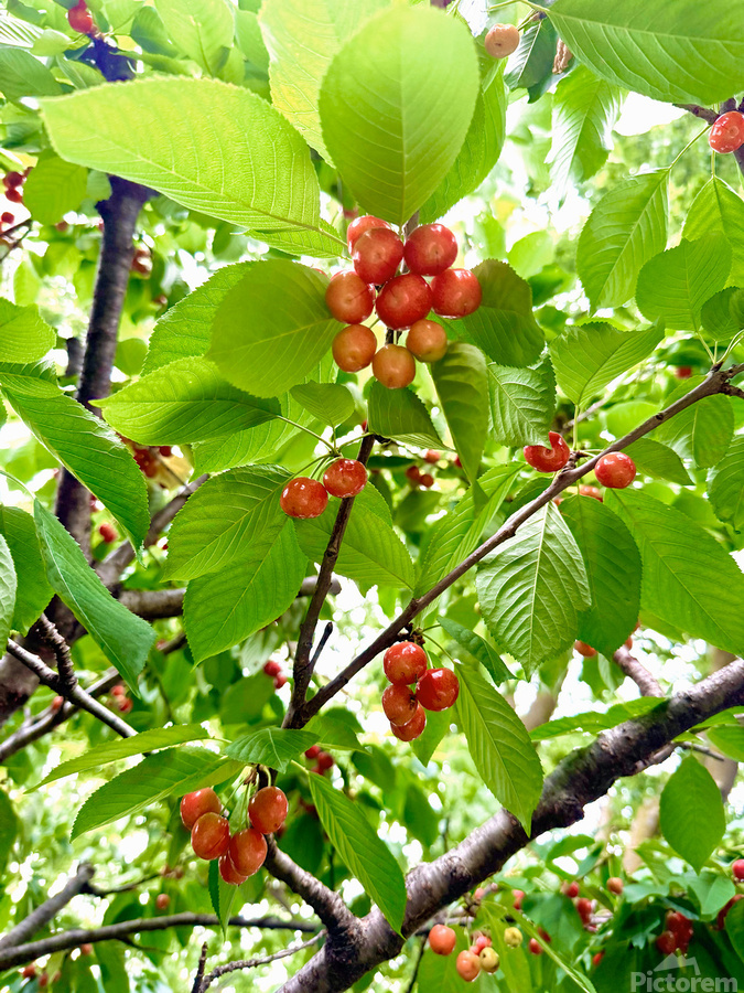 The Humble Crown of the Orchard Queen  Imprimer