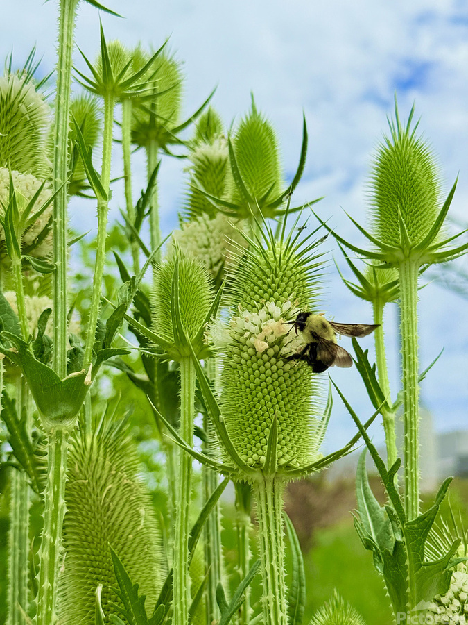 The Reach of Teasel  Print
