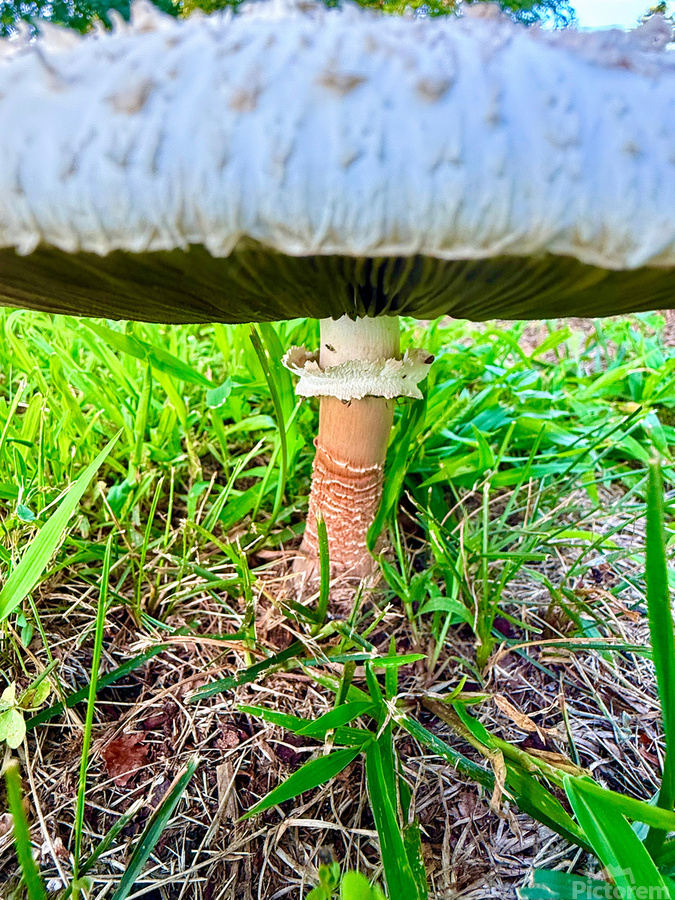 Under the Cap: A Fungal World Revealed  Print