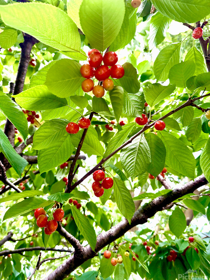 Emerald Boughs and Scarlet Promises  Print