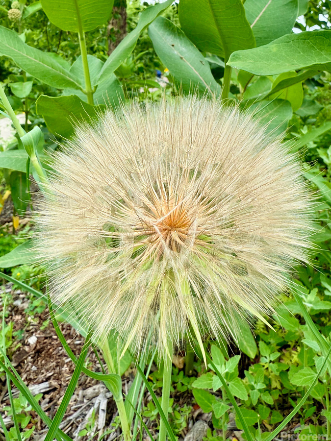 Prairie Starburst: A Prayer in Plant Form  Print