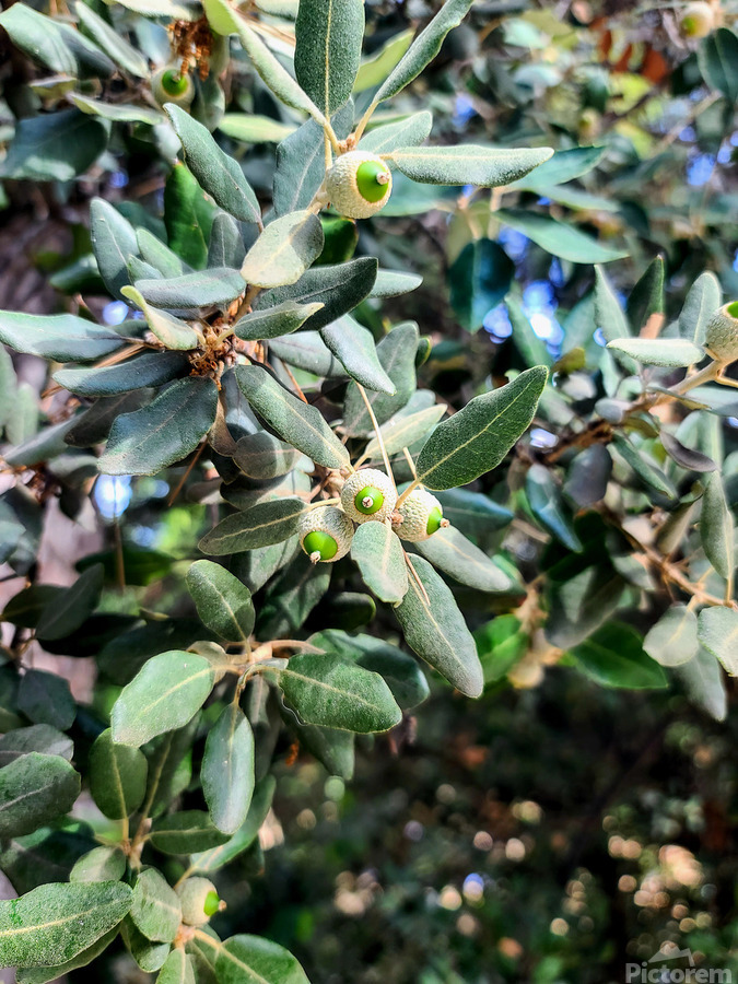 Beneath the Olive Shade  Print