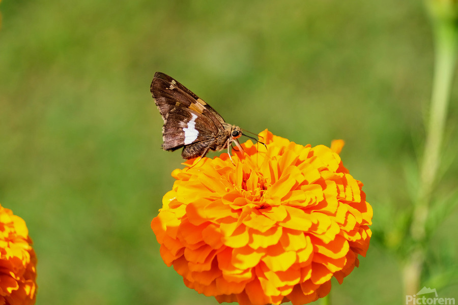 Marigold Thrones and Winged Kings  Print