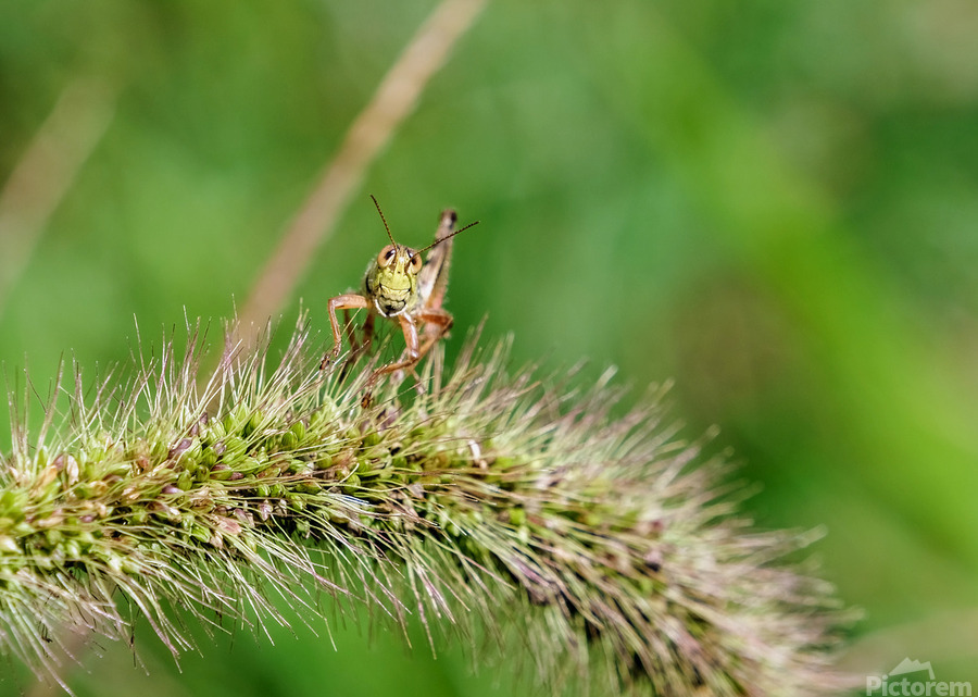 Smiling Happy Hopper on the Wild Silk Spine  Print