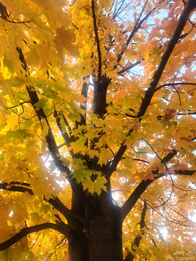 Golden Hour Tree Time: Crowned by Fall  Print
