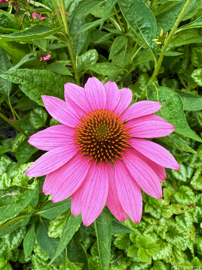 Pink Serenity  Print