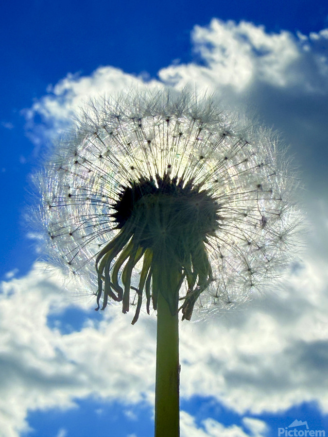 Nature’s Halo  Print