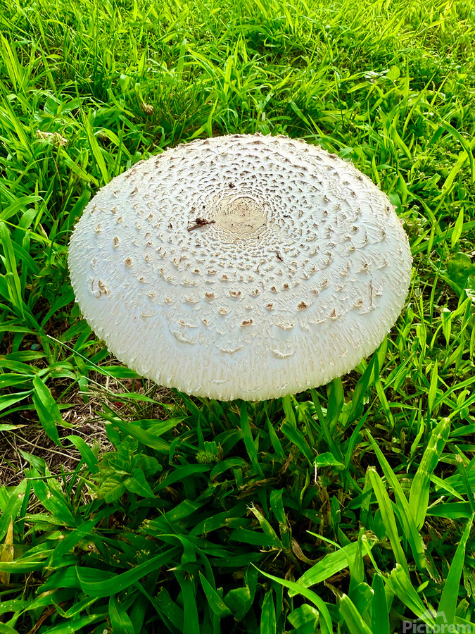 Fungal Solar Disc  Print