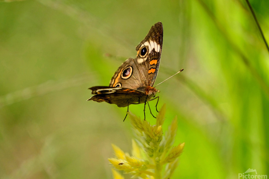 Buckeye Butterfly: Nature’s Tiny Oracle  Imprimer