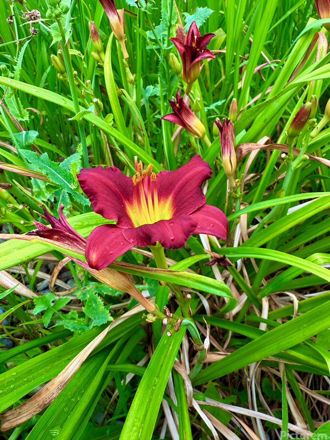 Burgundy Muse  Print