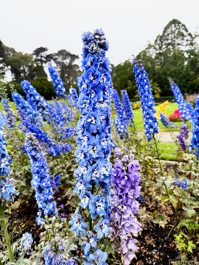 Whispers in Ultramarine  Imprimer