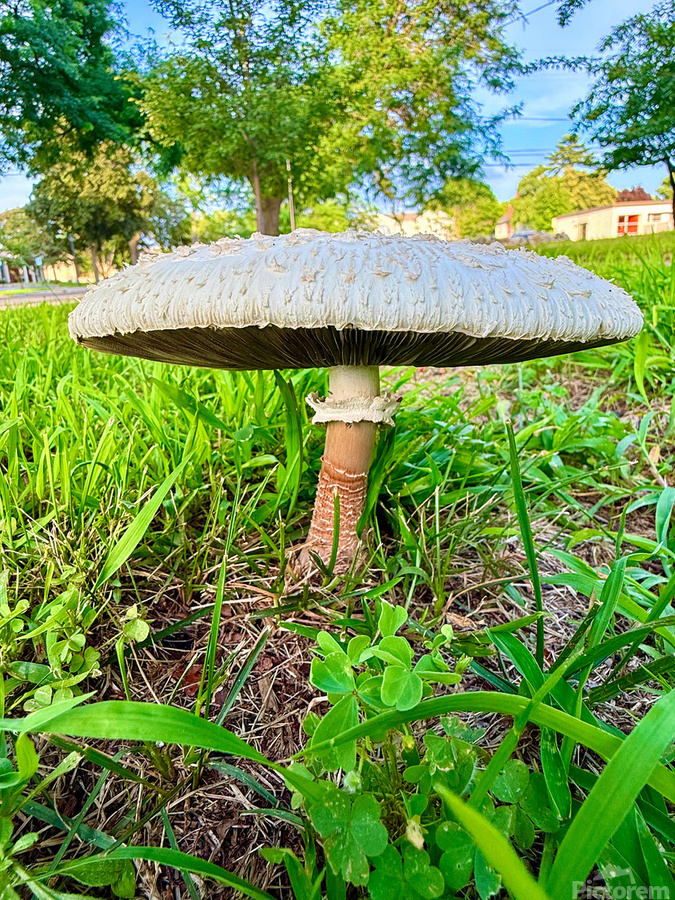 Pillar of the Undergrowth  Print