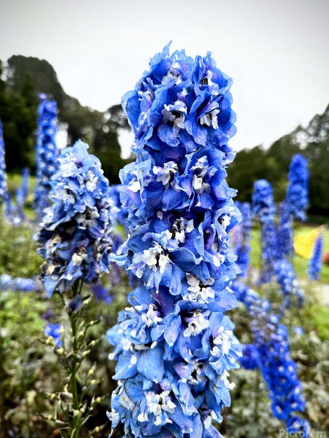 Blue Spire in Bloomstorm: Larkspur  Print
