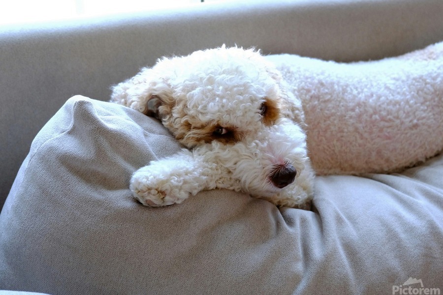 Not Pouting Pooch  Imprimer